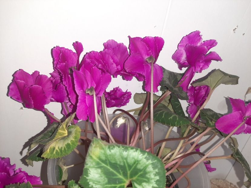  - Florile mele martie 2021