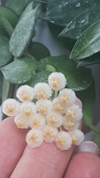  - Lacunosa - nu e Krohniana