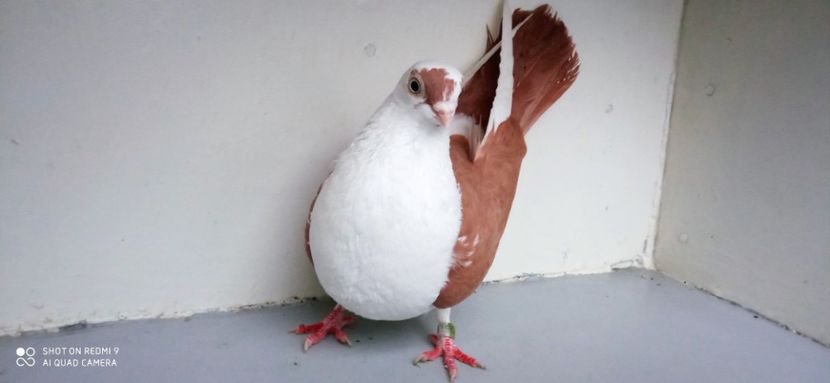  - jucatori de galati pe galben