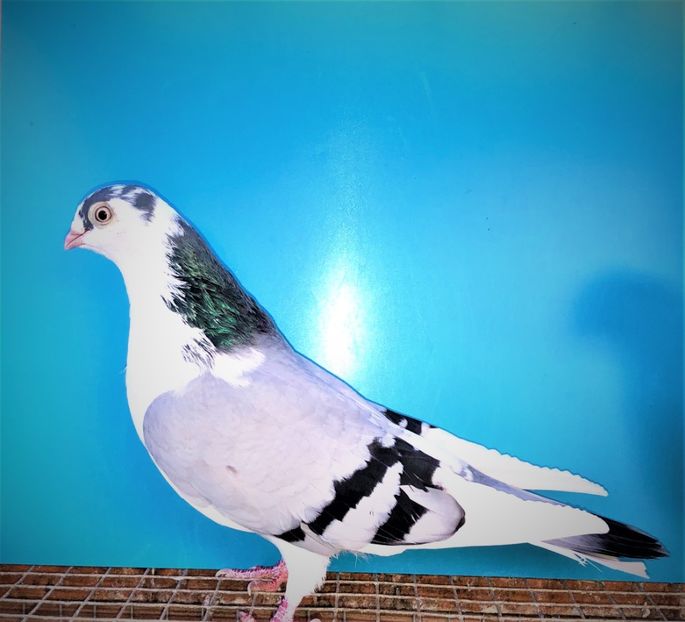 6874  Femelă  2019 - Jucători de Galați