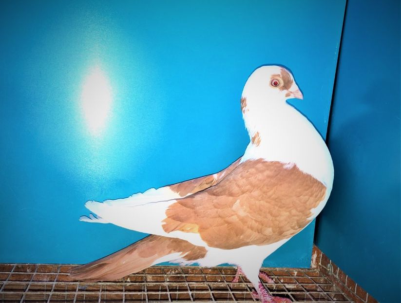 mascul  2019 - 00001 porumbei dragi mie arhivă