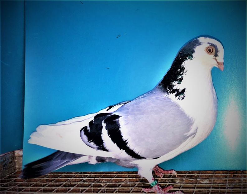 6999  Mascul  2019 - Plecați ALBUM 4