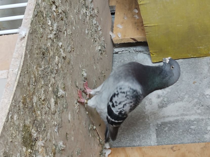  - masculi abastru de azur 2021