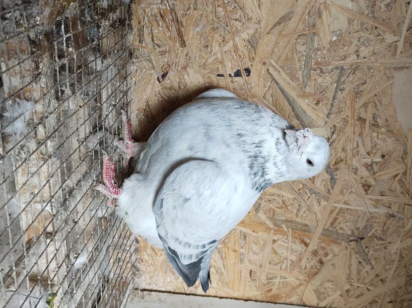  - masculi abastru de azur 2021