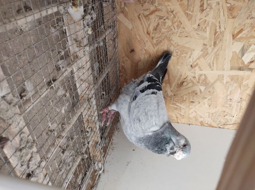  - masculi abastru de azur 2021