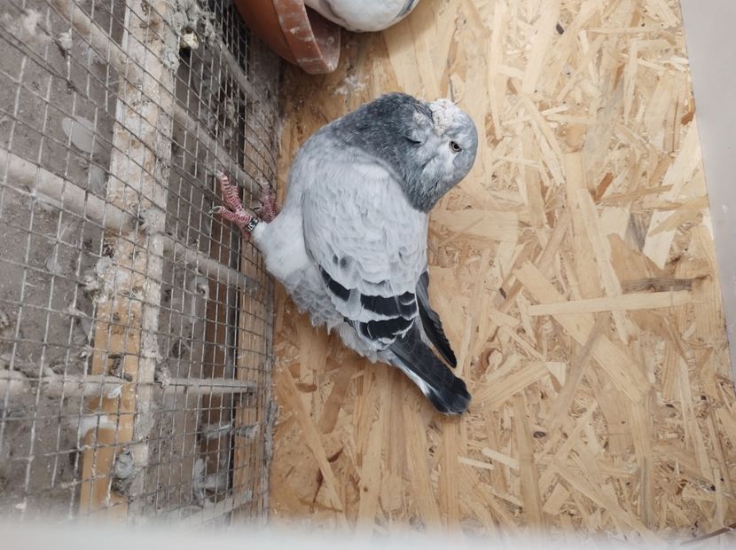  - masculi abastru de azur 2021