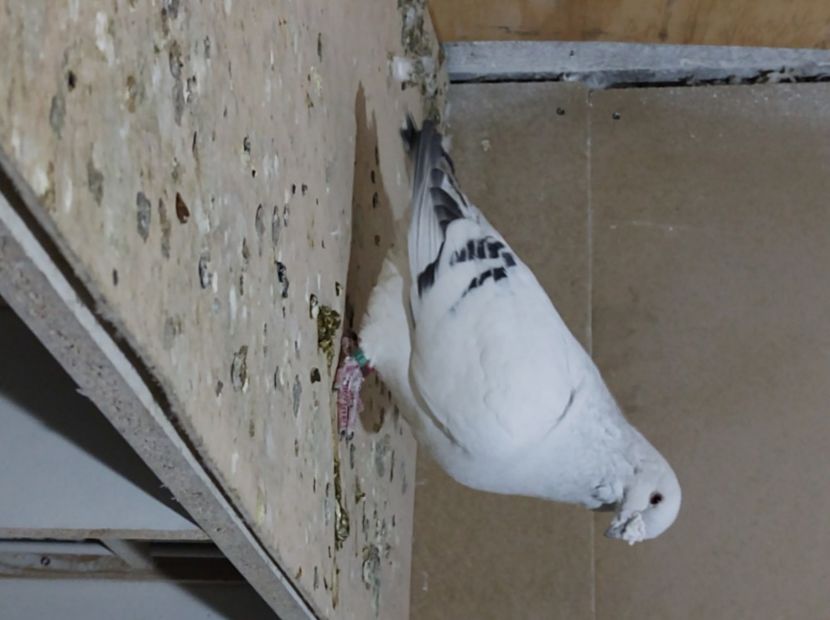  - masculi abastru de azur 2021