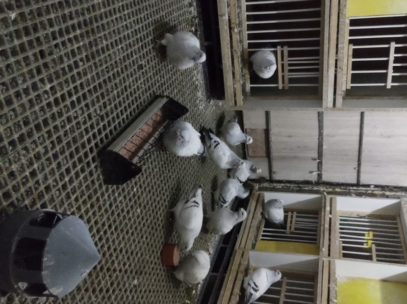  - masculi abastru de azur 2021