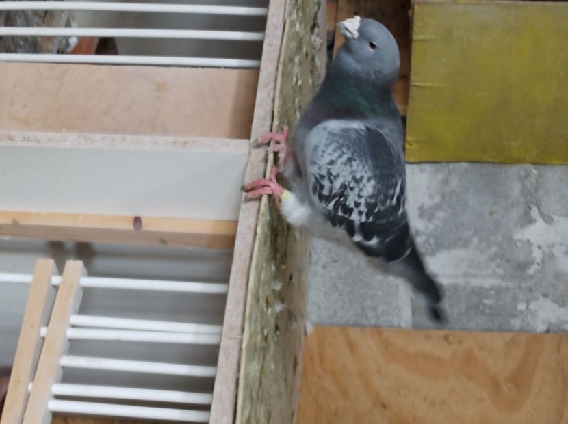  - masculi abastru de azur 2021