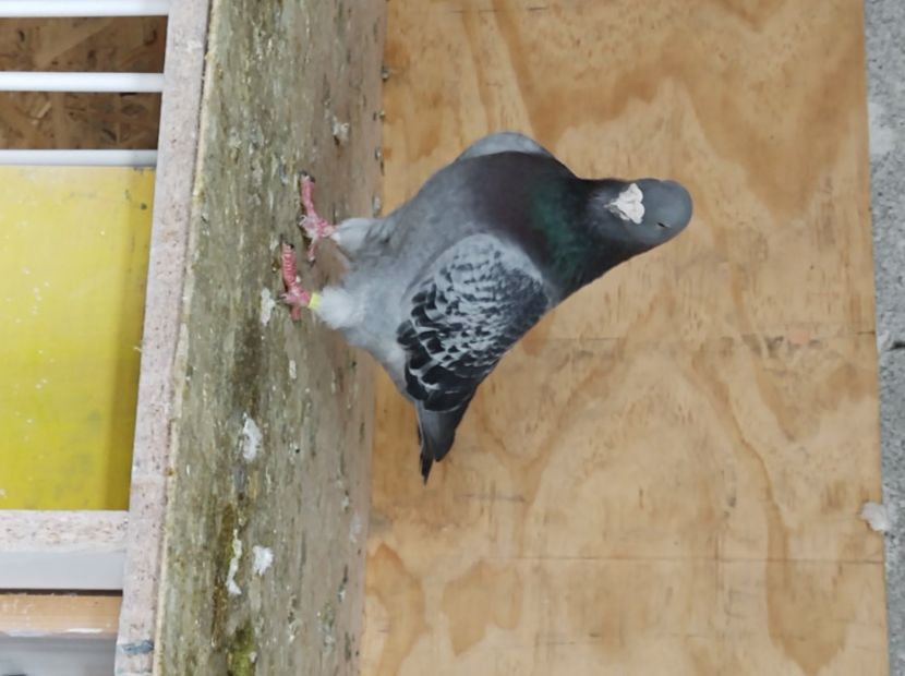  - masculi abastru de azur 2021