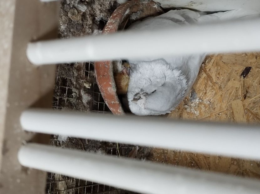  - masculi abastru de azur 2021