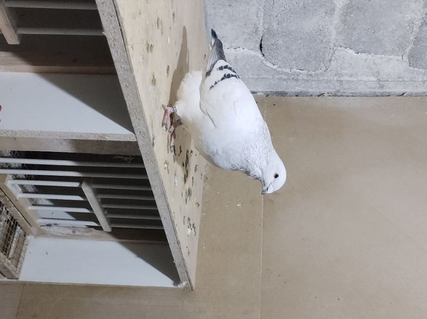  - masculi abastru de azur 2021