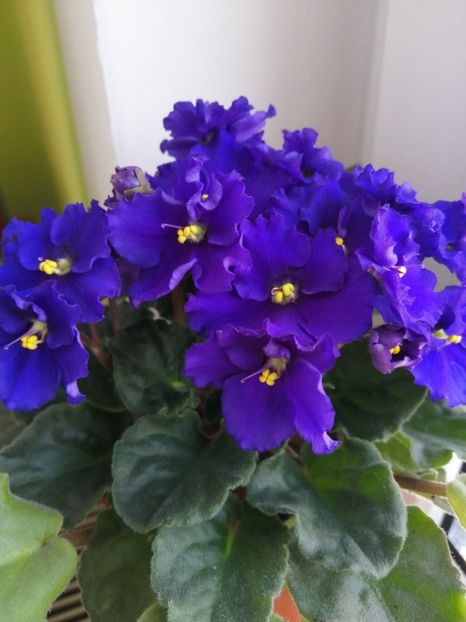  - NEFITOASE - doar - frumoase