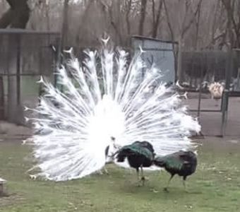 AC02E05F-3197-4E77-9378-BE8DB2D33B86 - Pauni