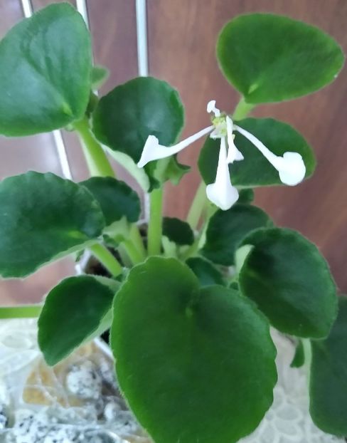 19 martie 2021 - TS 9-9