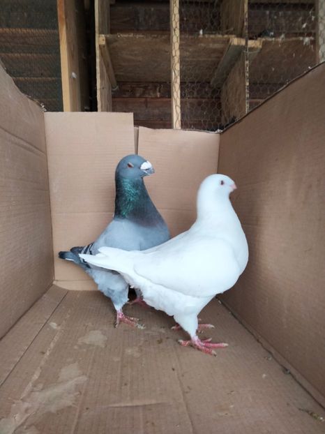 IMG20210319145434 - Perechi 2021