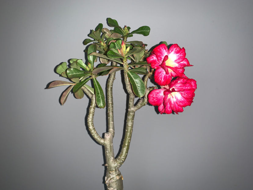  - Plante de interior 2021