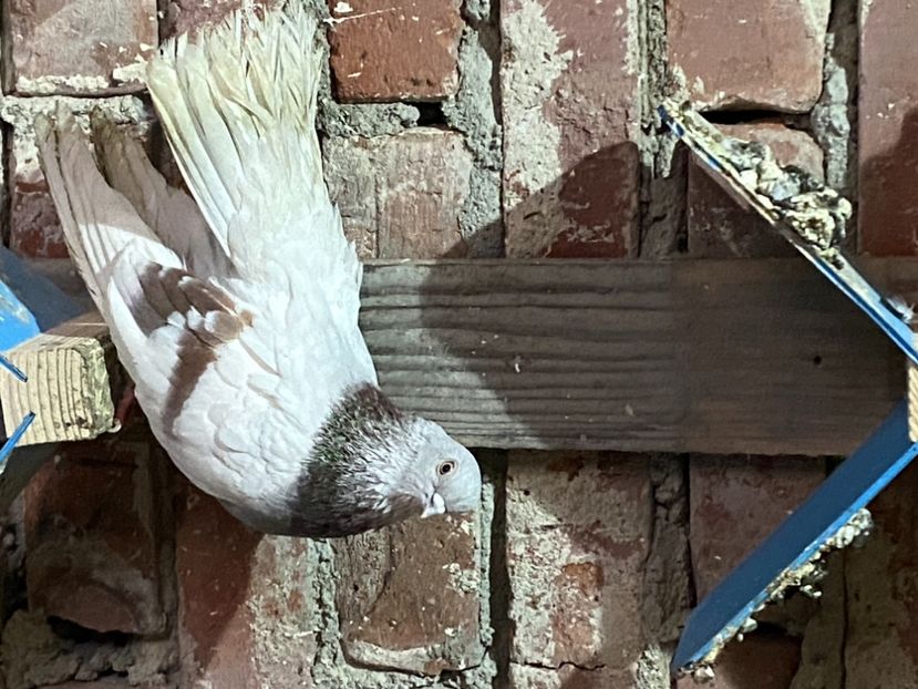 A863D3FA-27D8-4B98-B742-E3F3417A1800 - Zburători Argintii