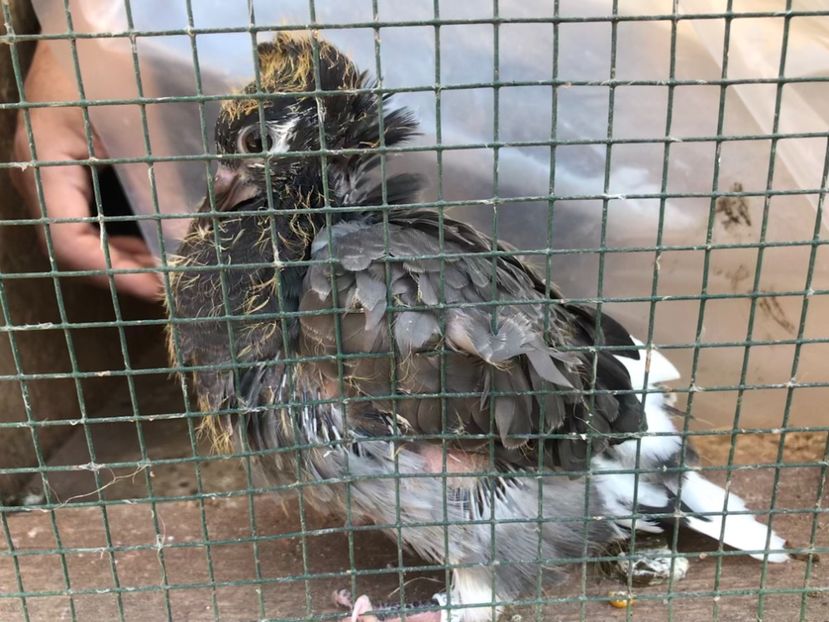 22037F9E-89AB-4819-AE7E-56EEA2573F39 - Pui Zburator Beograd