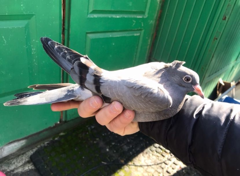 635E13EC-1024-4951-A2B4-E14A05C157E9 - Pui Zburator Beograd