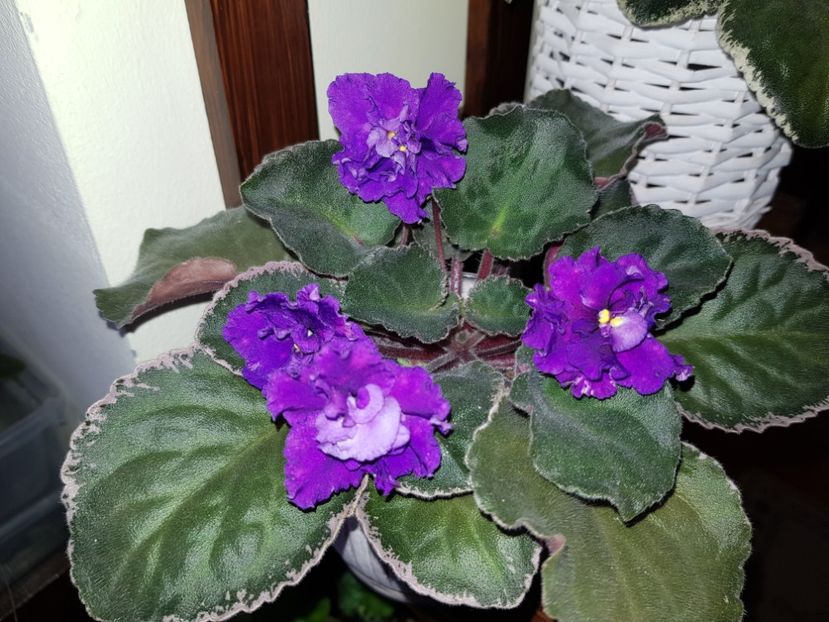 22.11.2020 - Neon Fantasy