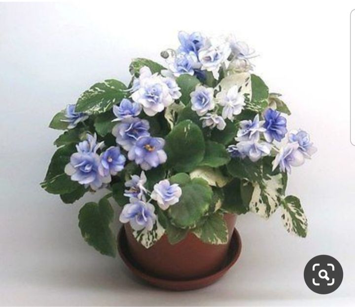 Poza net - Pacific Pearl