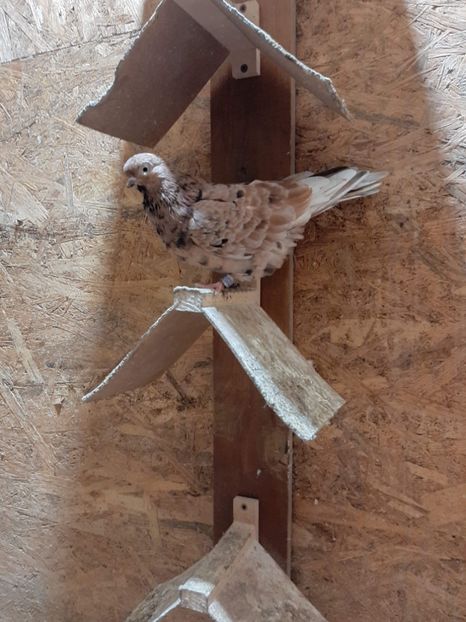 904DE699-6F03-4DD6-909E-7D0627ECE25D - Porti