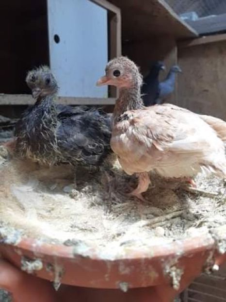 5CAB5225-EC8F-4EDE-80CB-3FC1950522A9 - Porti