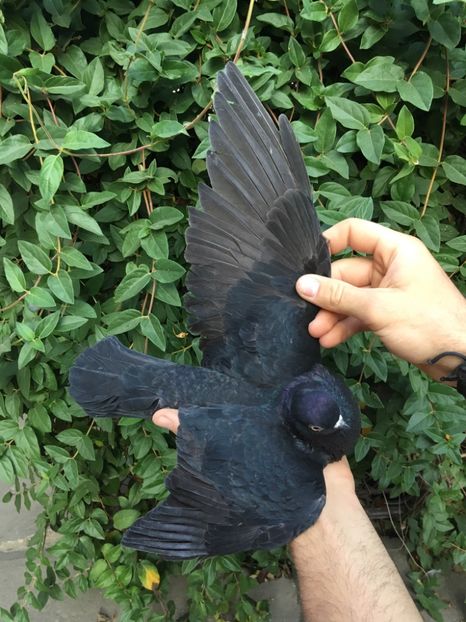 E6034F16-8B13-4C45-8593-55356E9790EE - Porti