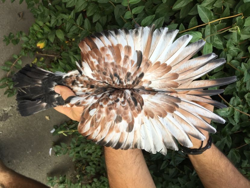 3FD99593-24E2-4EF7-8B0E-71CB5FDE0A55 - Porti