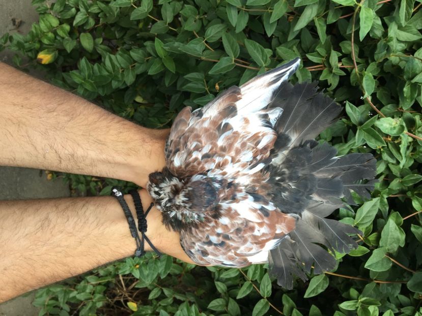 010F86E5-02C9-40E6-928C-7A312C80EE9E - Porti