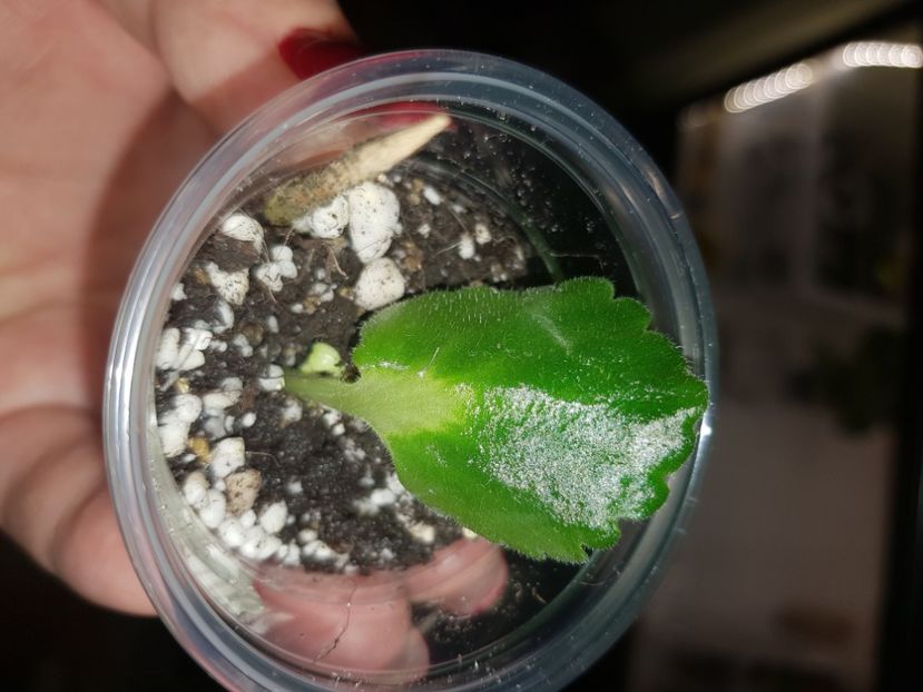 15.01.2020 - Painted Silk