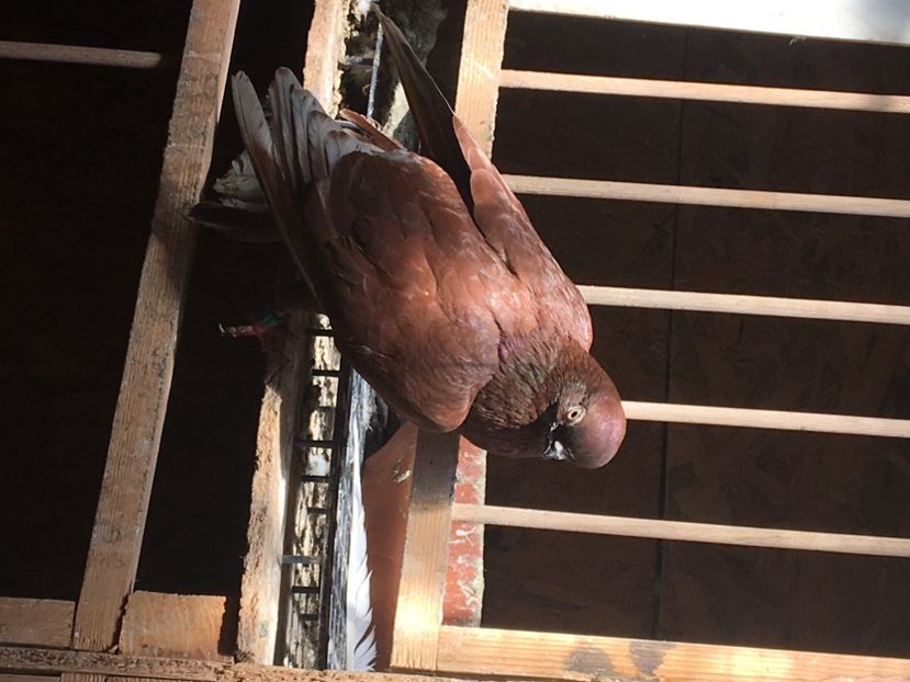 C06298D4-A2D5-4589-BF51-C77BCE34E371 - Porti