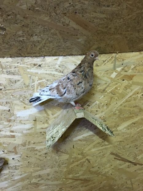 D2A8C09A-10DF-4BE9-A725-05BB8952071C - Porti