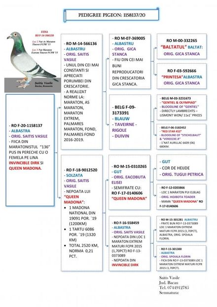 1158137 PUI 136 + FICA GUT ELISEI-1 - Matca 2021