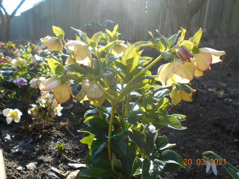 - 02 Azalee-rhododendroni-heleborusi-hortensii-hoste 2021