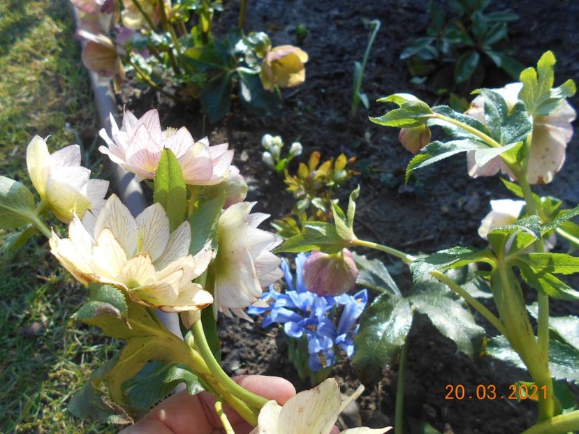  - 02 Azalee-rhododendroni-heleborusi-hortensii-hoste 2021