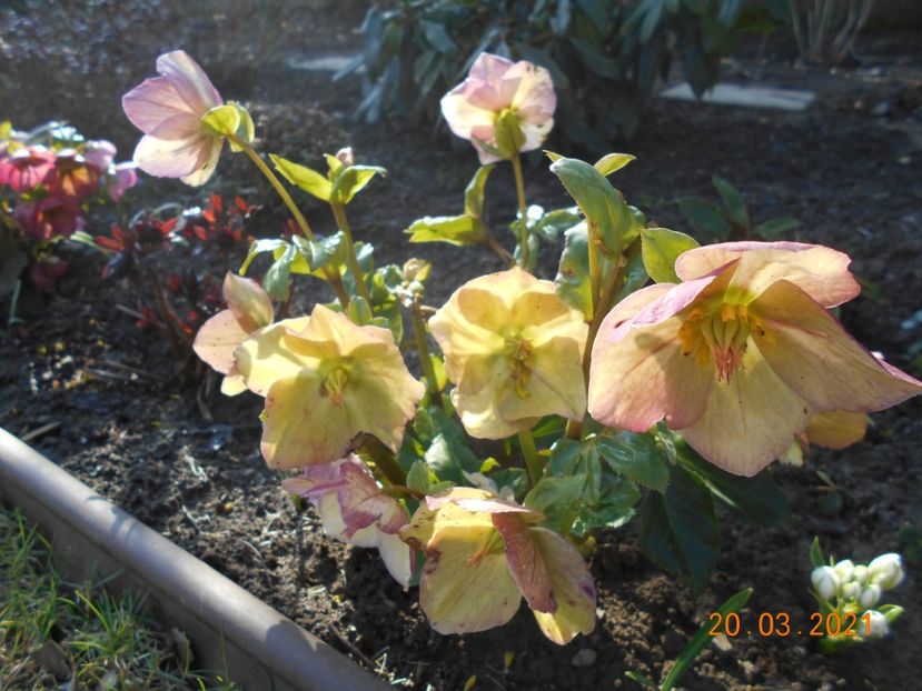  - 02 Azalee-rhododendroni-heleborusi-hortensii-hoste 2021