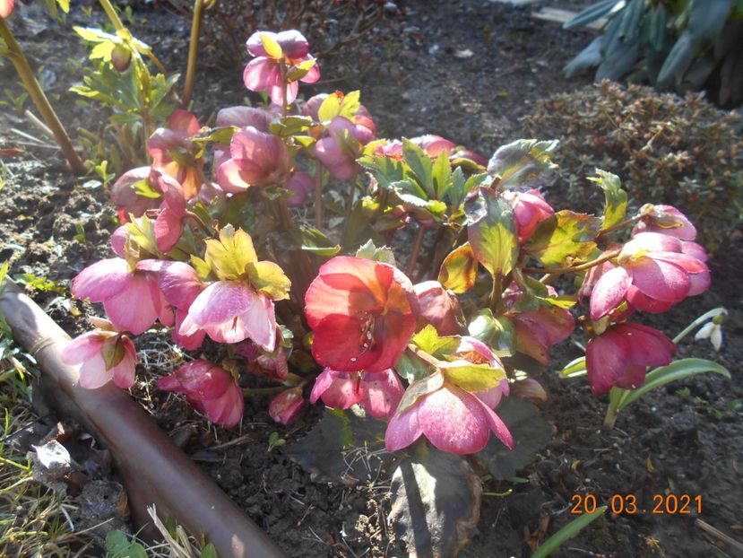  - 02 Azalee-rhododendroni-heleborusi-hortensii-hoste 2021
