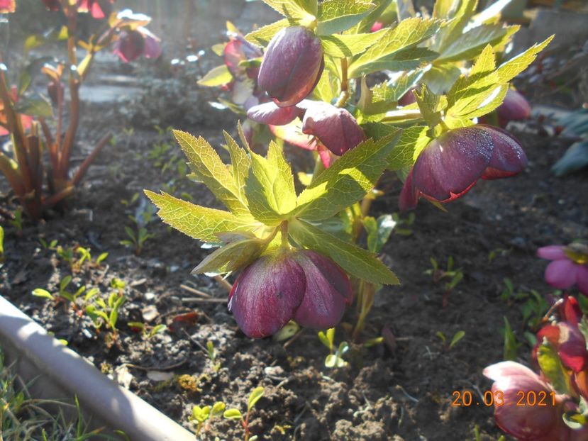  - 02 Azalee-rhododendroni-heleborusi-hortensii-hoste 2021