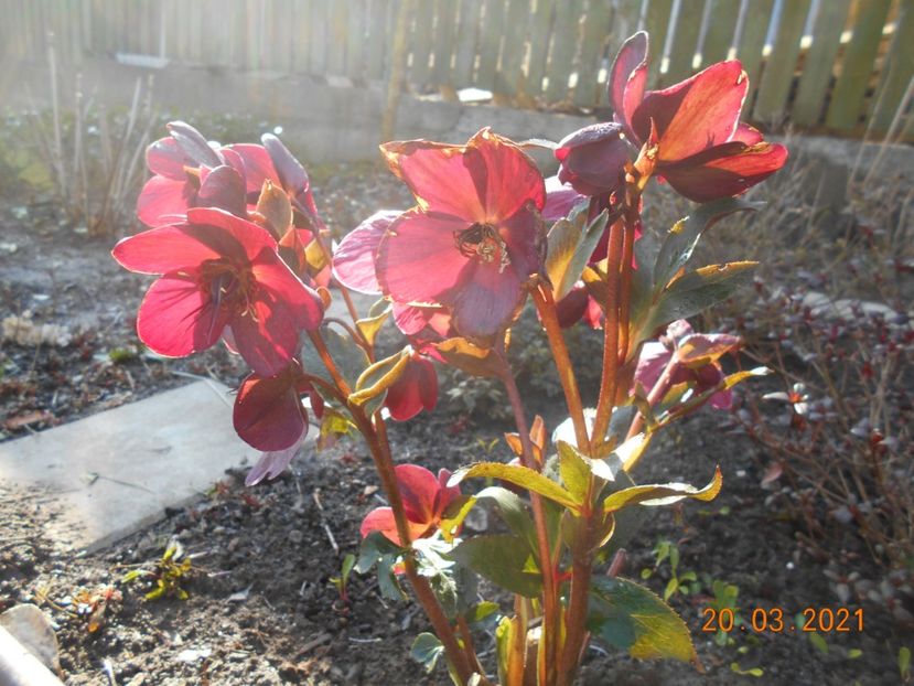 - 02 Azalee-rhododendroni-heleborusi-hortensii-hoste 2021