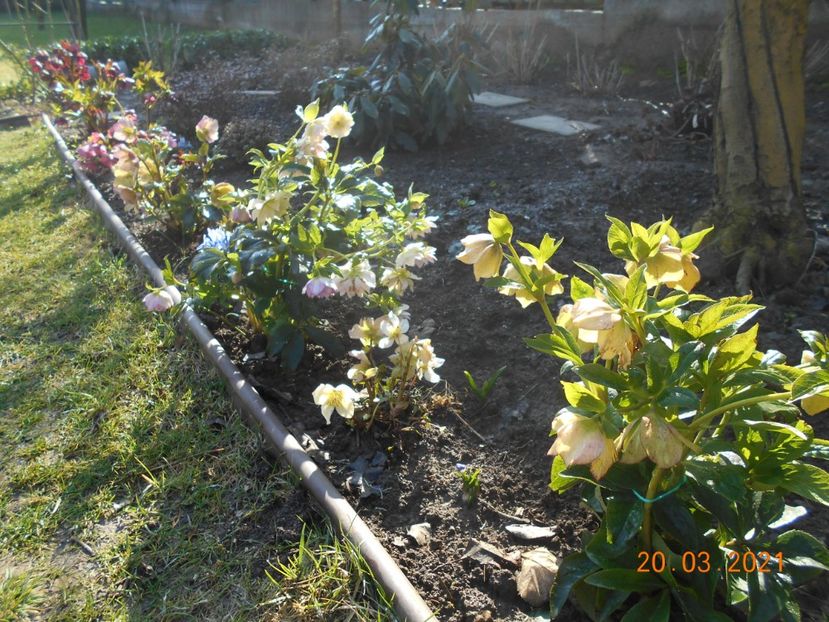  - 02 Azalee-rhododendroni-heleborusi-hortensii-hoste 2021