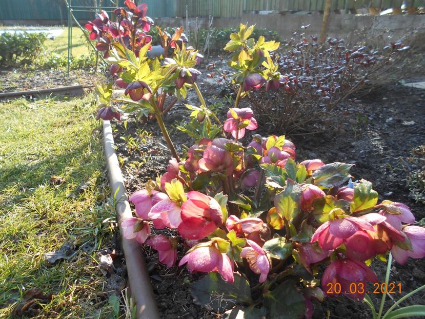  - 02 Azalee-rhododendroni-heleborusi-hortensii-hoste 2021