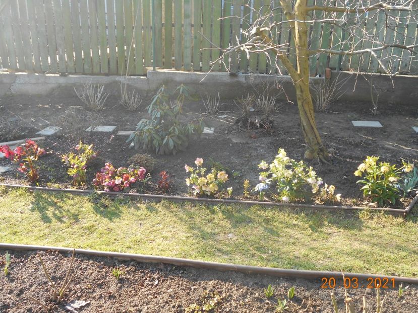  - 02 Azalee-rhododendroni-heleborusi-hortensii-hoste 2021