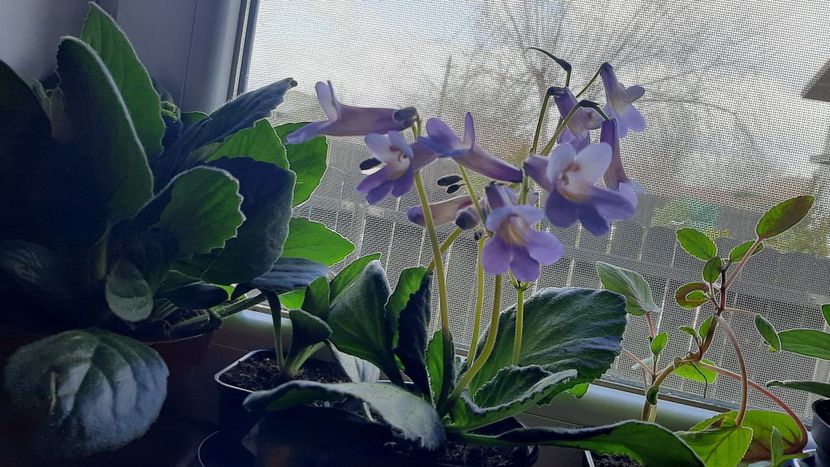 Chirita vertigo - Chirițe 2021