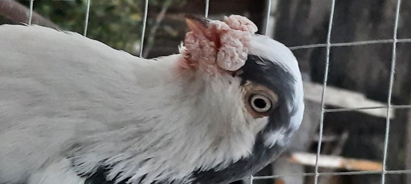  - gălățeni pe vânăt masculi