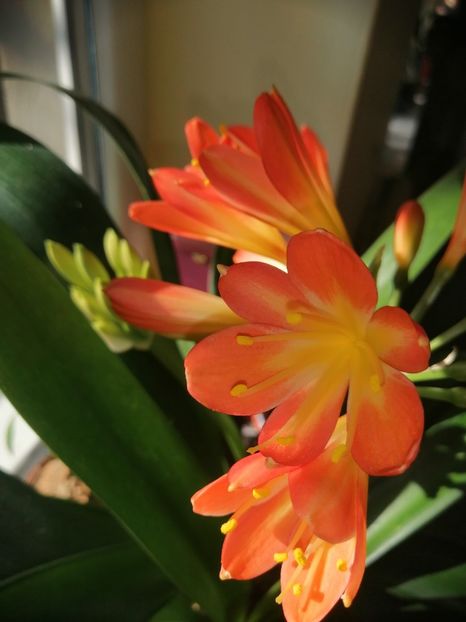  - Clivia Orange