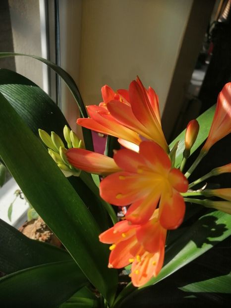  - Clivia Orange