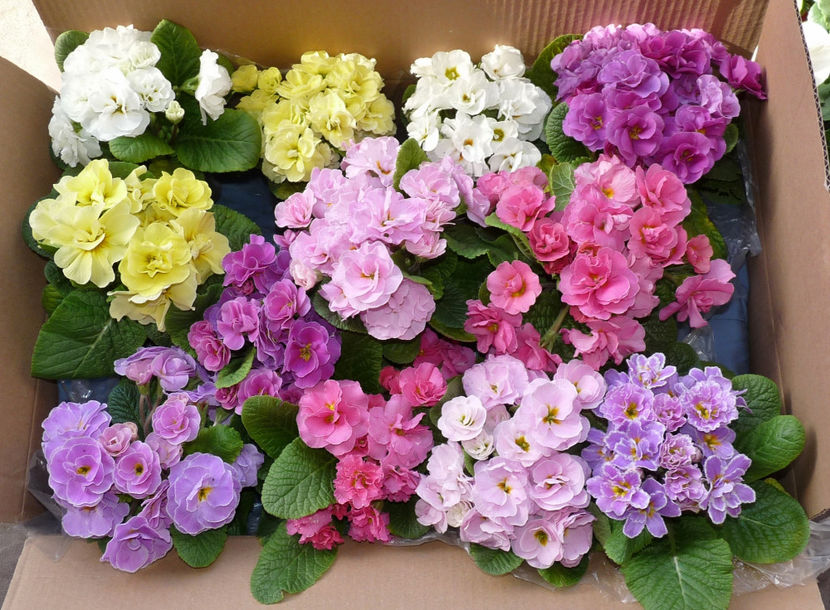 20.martie - Minusuri in continuare. - 2021 - 01 - Primavara