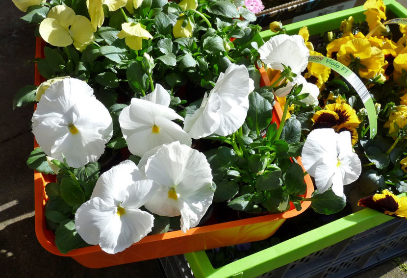  - 2021 - 01 - Primavara